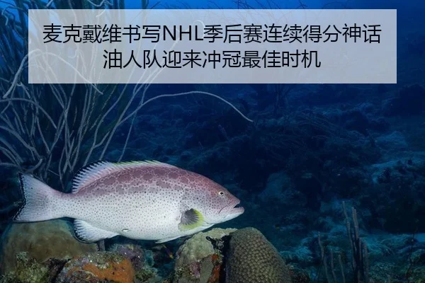 麦克戴维书写NHL季后赛连续得分神话 油人队迎来冲冠最佳时机